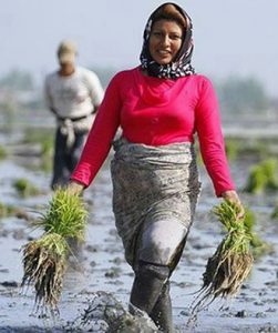 دیمیتر